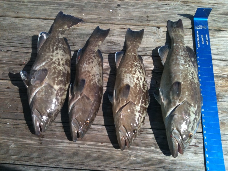 Grouper caught on a Naples nearshore charter