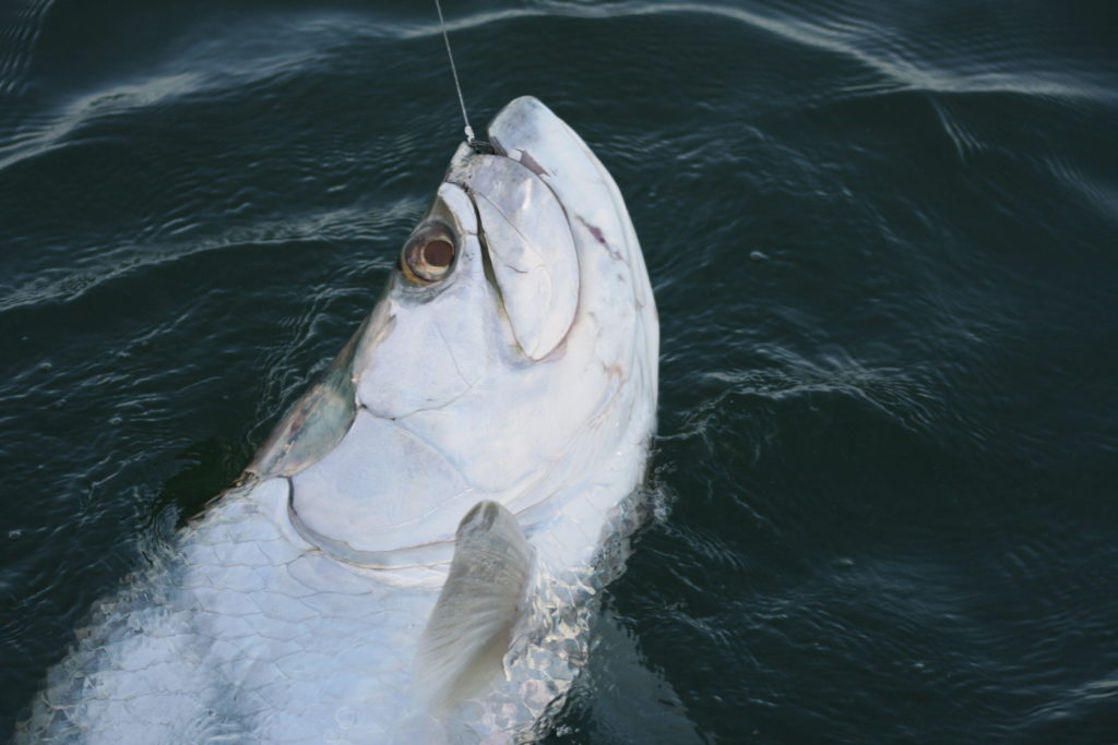 3/4 Day Charter