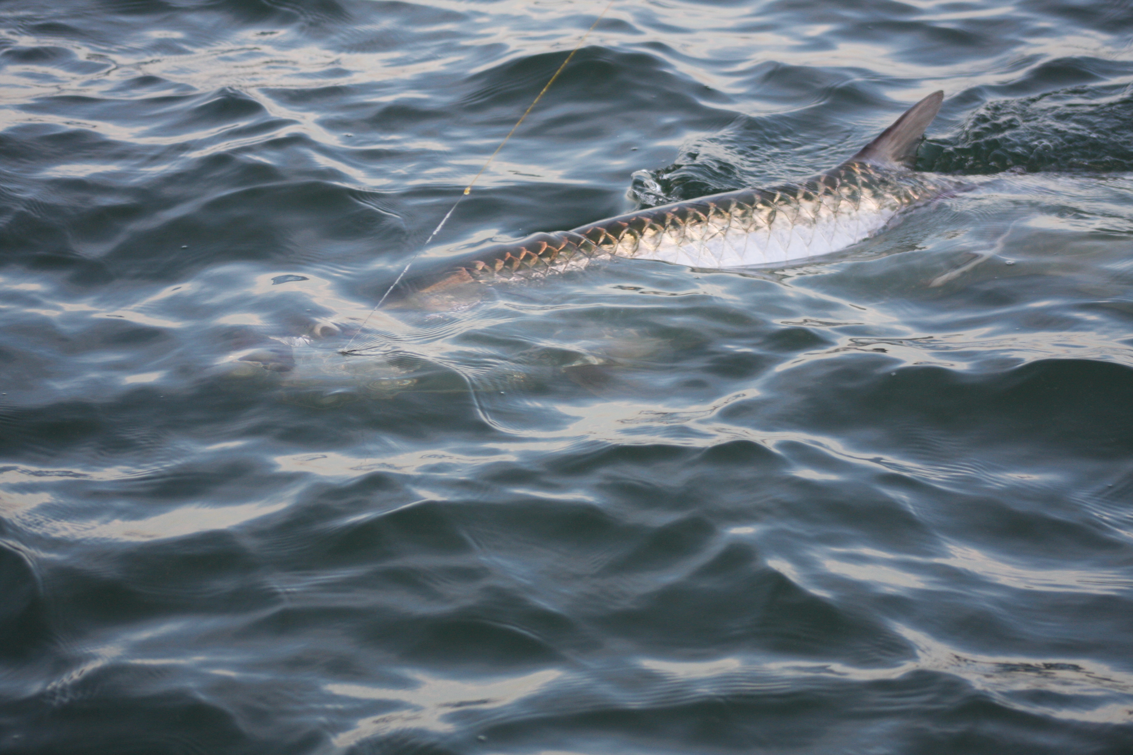 Releasing a tarpon on a Naples charter